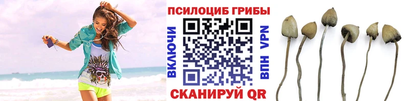 Купить закладки  Дорогобуж  Псилоцибиновые грибы Magic Shrooms 